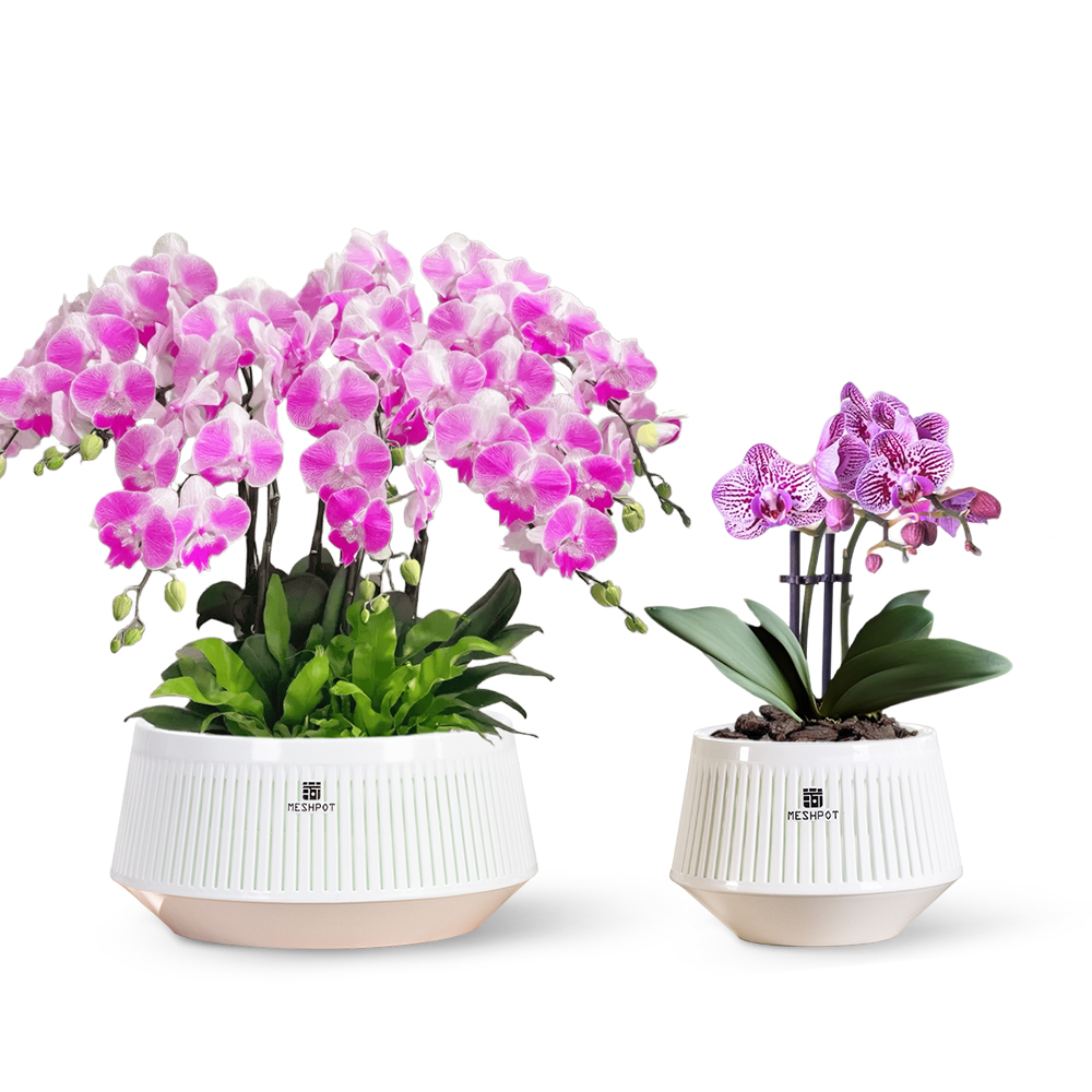 Orchid Potting Mix - Orchid Pot with Holes & Saucers