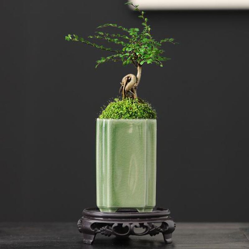 Porcelain Square Celadon Glaze - Orchid Potting Mix recensie en prijs