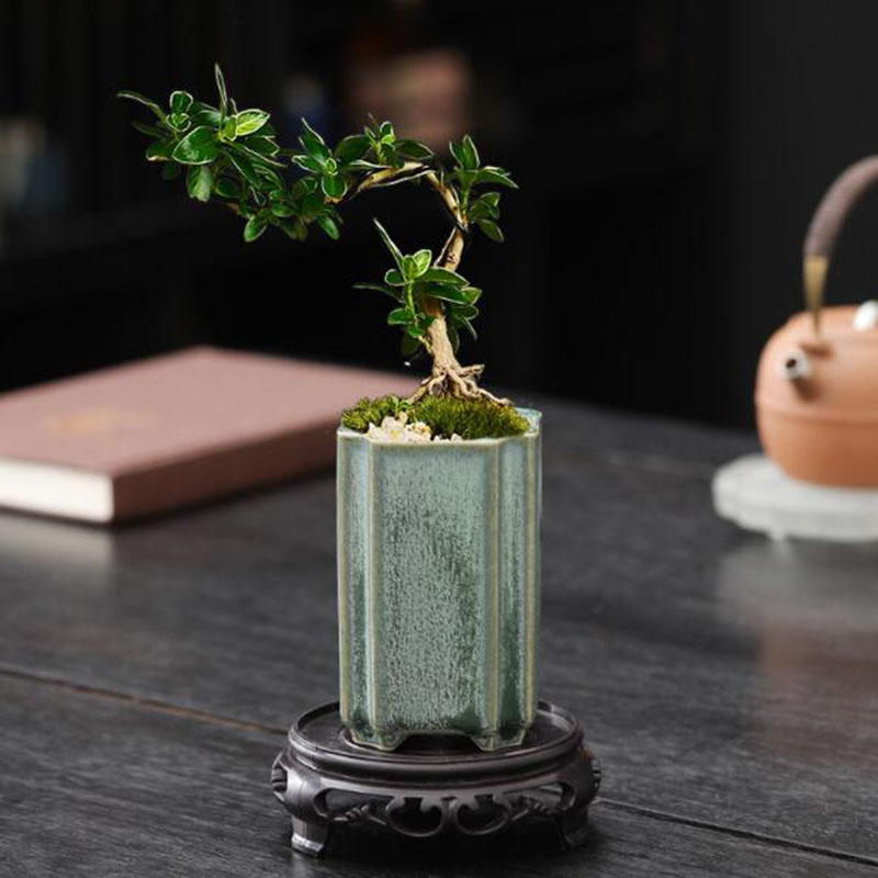 Porcelain Square Celadon Glaze - Orchid Potting Mix recensie en prijs