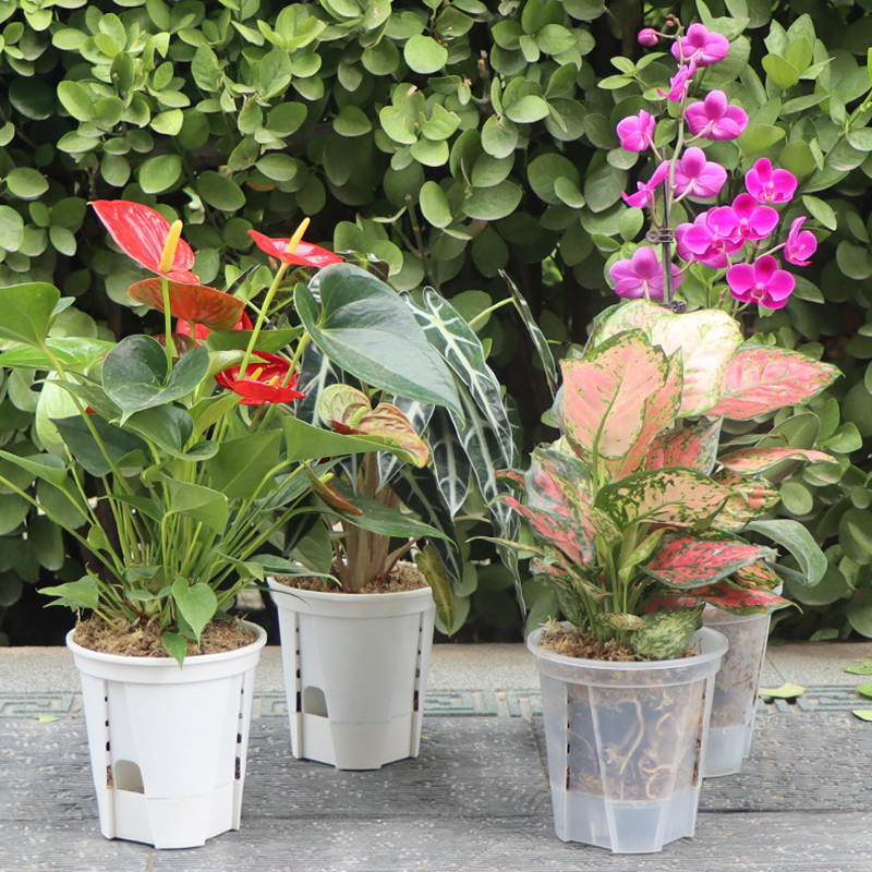 5pcs Transparent Orchid Pot wi - Orchid Potting Mix recensie en prijs